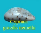 Cypraea gracilis nemethi, Van Heesvelde 2010